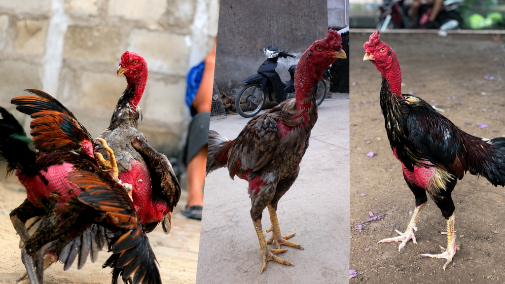 Con Gà Đá Nổi Tiếng