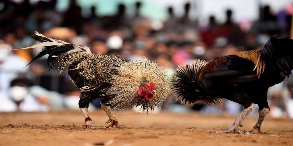 Chọn Gà Nòi Qua Thế Đá